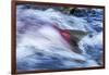 Spawning Salmon, Katmai National Park, Alaska-null-Framed Photographic Print