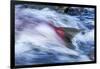 Spawning Salmon, Katmai National Park, Alaska-null-Framed Photographic Print