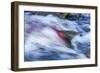 Spawning Salmon, Katmai National Park, Alaska-null-Framed Photographic Print