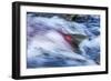 Spawning Salmon, Katmai National Park, Alaska-null-Framed Photographic Print