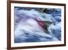 Spawning Salmon, Katmai National Park, Alaska-null-Framed Photographic Print