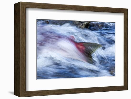 Spawning Salmon, Katmai National Park, Alaska-null-Framed Photographic Print