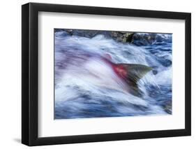 Spawning Salmon, Katmai National Park, Alaska-null-Framed Photographic Print