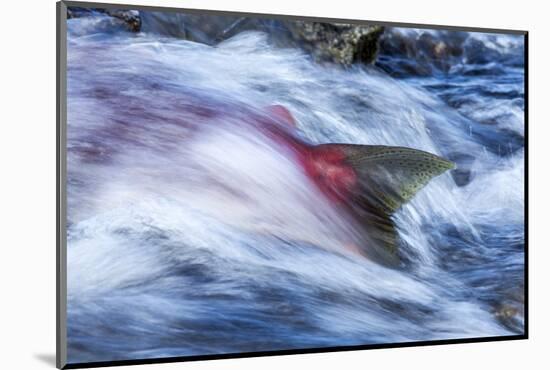 Spawning Salmon, Katmai National Park, Alaska-null-Mounted Photographic Print
