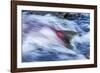 Spawning Salmon, Katmai National Park, Alaska-null-Framed Photographic Print