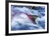Spawning Salmon, Katmai National Park, Alaska-null-Framed Photographic Print