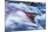 Spawning Salmon, Katmai National Park, Alaska-null-Mounted Photographic Print