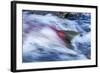 Spawning Salmon, Katmai National Park, Alaska-null-Framed Photographic Print