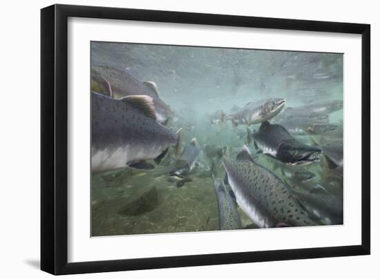 Spawning Salmon, Katmai National Park, Alaska-null-Framed Photographic Print