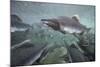 Spawning Salmon, Katmai National Park, Alaska-null-Mounted Photographic Print