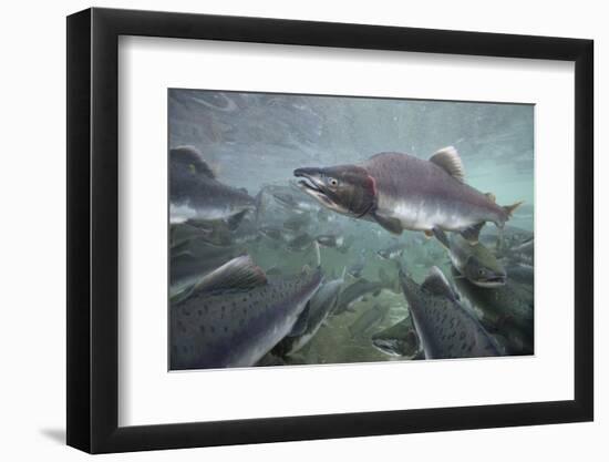 Spawning Salmon, Katmai National Park, Alaska-null-Framed Photographic Print