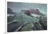 Spawning Salmon, Katmai National Park, Alaska-null-Framed Photographic Print