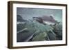 Spawning Salmon, Katmai National Park, Alaska-null-Framed Photographic Print