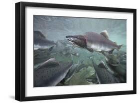 Spawning Salmon, Katmai National Park, Alaska-null-Framed Photographic Print