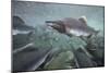 Spawning Salmon, Katmai National Park, Alaska-null-Mounted Photographic Print