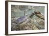 Spawning Salmon, Katmai National Park, Alaska-null-Framed Photographic Print