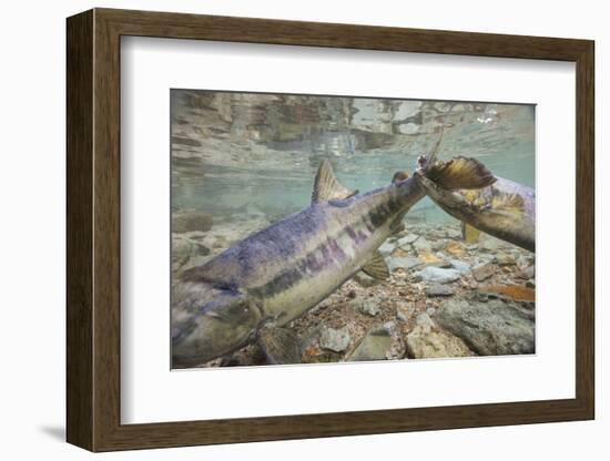 Spawning Salmon, Katmai National Park, Alaska-null-Framed Photographic Print