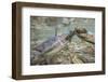 Spawning Salmon, Katmai National Park, Alaska-null-Framed Photographic Print