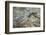 Spawning Salmon, Katmai National Park, Alaska-null-Framed Photographic Print