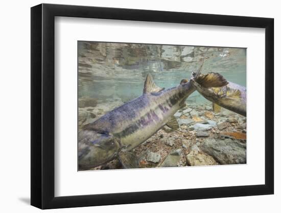 Spawning Salmon, Katmai National Park, Alaska-null-Framed Photographic Print