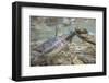 Spawning Salmon, Katmai National Park, Alaska-null-Framed Photographic Print