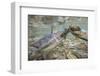 Spawning Salmon, Katmai National Park, Alaska-null-Framed Photographic Print