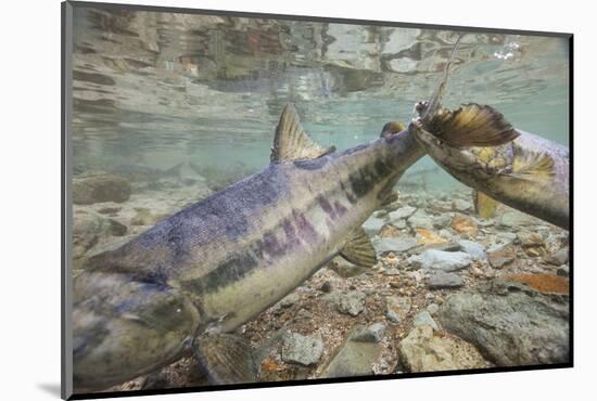 Spawning Salmon, Katmai National Park, Alaska-null-Mounted Photographic Print