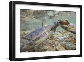 Spawning Salmon, Katmai National Park, Alaska-null-Framed Photographic Print