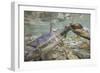 Spawning Salmon, Katmai National Park, Alaska-null-Framed Photographic Print