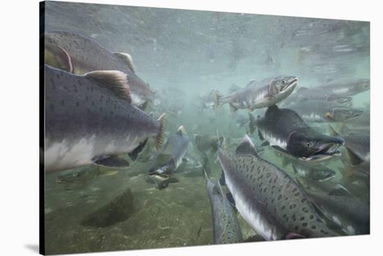 Spawning Salmon, Katmai National Park, Alaska-null-Stretched Canvas