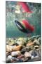 Spawning Sockeye Salmon-Peter Scoones-Mounted Photographic Print