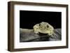 Spea Bombifrons (Plains Spadefoot Toad)-Paul Starosta-Framed Photographic Print