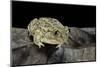 Spea Bombifrons (Plains Spadefoot Toad)-Paul Starosta-Mounted Photographic Print