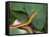 Spear Nose Snake (Langaha Madagaseariensis) Camouflaged to Resemble Tree, Madagascar-Andres Morya Hinojosa-Framed Stretched Canvas