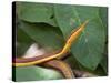Spear Nose Snake (Langaha Madagaseariensis) Camouflaged to Resemble Tree, Madagascar-Andres Morya Hinojosa-Stretched Canvas