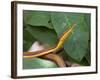 Spear Nose Snake (Langaha Madagaseariensis) Camouflaged to Resemble Tree, Madagascar-Andres Morya Hinojosa-Framed Photographic Print