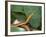 Spear Nose Snake (Langaha Madagaseariensis) Camouflaged to Resemble Tree, Madagascar-Andres Morya Hinojosa-Framed Photographic Print