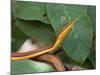 Spear Nose Snake (Langaha Madagaseariensis) Camouflaged to Resemble Tree, Madagascar-Andres Morya Hinojosa-Mounted Photographic Print