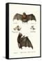 Spear-Nosed Bats, 1824-Karl Joseph Brodtmann-Framed Stretched Canvas