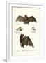 Spear-Nosed Bats, 1824-Karl Joseph Brodtmann-Framed Giclee Print