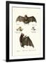 Spear-Nosed Bats, 1824-Karl Joseph Brodtmann-Framed Giclee Print