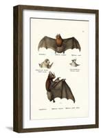 Spear-Nosed Bats, 1824-Karl Joseph Brodtmann-Framed Giclee Print