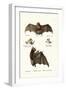 Spear-Nosed Bats, 1824-Karl Joseph Brodtmann-Framed Giclee Print