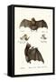 Spear-Nosed Bats, 1824-Karl Joseph Brodtmann-Framed Stretched Canvas