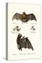 Spear-Nosed Bats, 1824-Karl Joseph Brodtmann-Stretched Canvas