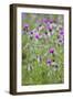 Spear Thistle (Cirsium Vulgare)-Duncan Shaw-Framed Photographic Print