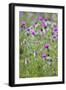 Spear Thistle (Cirsium Vulgare)-Duncan Shaw-Framed Photographic Print