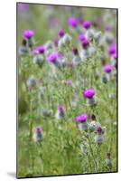 Spear Thistle (Cirsium Vulgare)-Duncan Shaw-Mounted Photographic Print