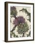 Spear Thistle - Droit-Vicky Oldfield-Framed Giclee Print