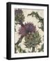 Spear Thistle - Droit-Vicky Oldfield-Framed Giclee Print